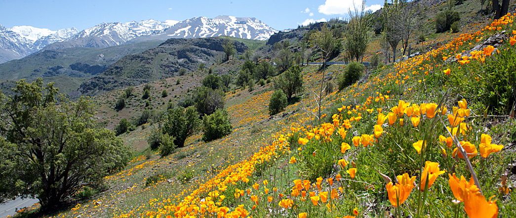 Eschscholzia californica in Chile