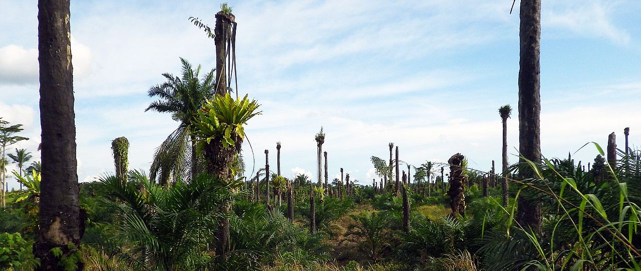 Oil palm field Kalimantan Claude Garcia