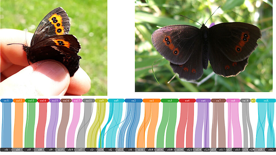 From fieldwork to comparative genomics – Erebia ligea and E. aethiops