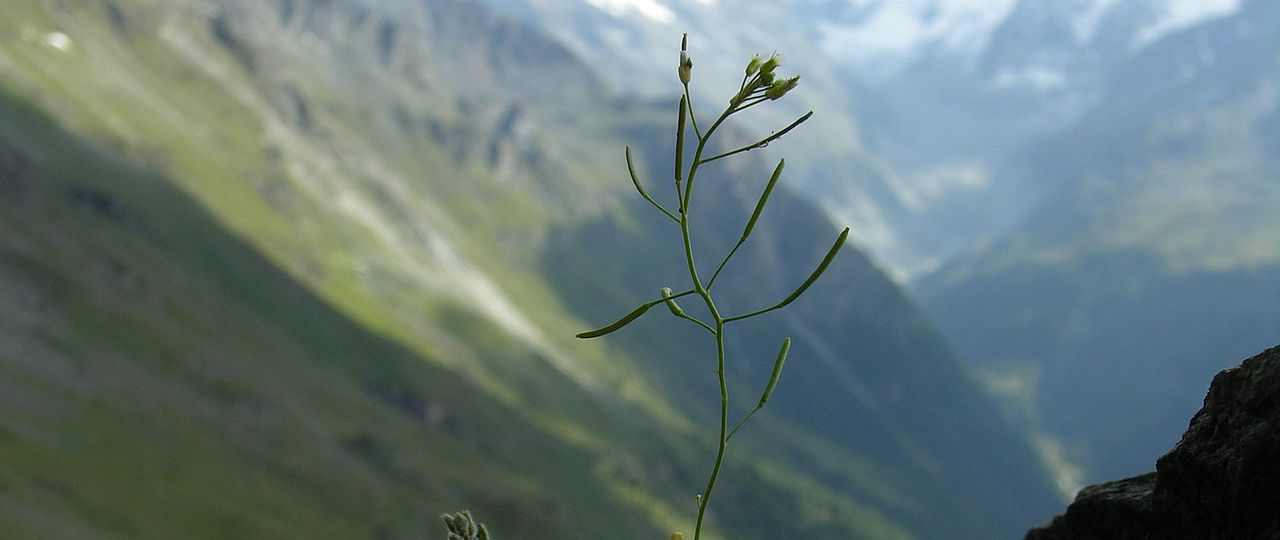 Arabidopsis thalliana