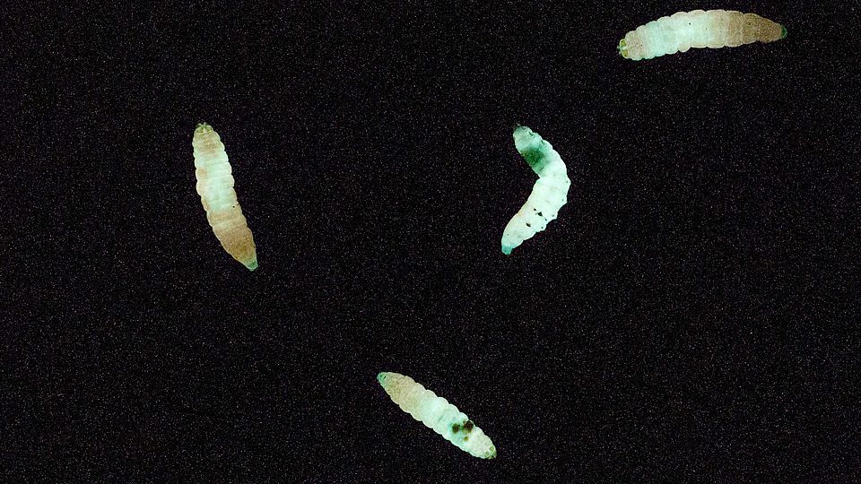 Bioluminescent insect larvae © Ricardo Machado Uni Neuchatel