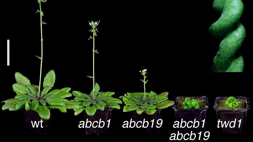 arabidopsis phenotypes
