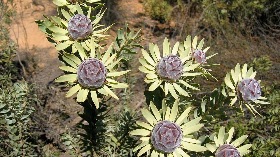 Leucadendron - Namibia