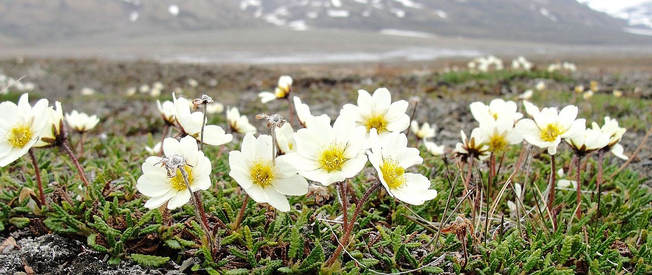 Dryas octopetala in the Arctic Archipelago Svalbard. Sabine Rumpf Univ Basel