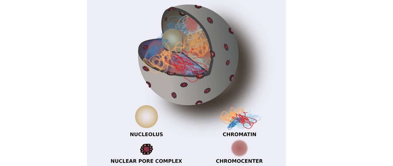 Cartoon representation of a nucleus Stefan Grob