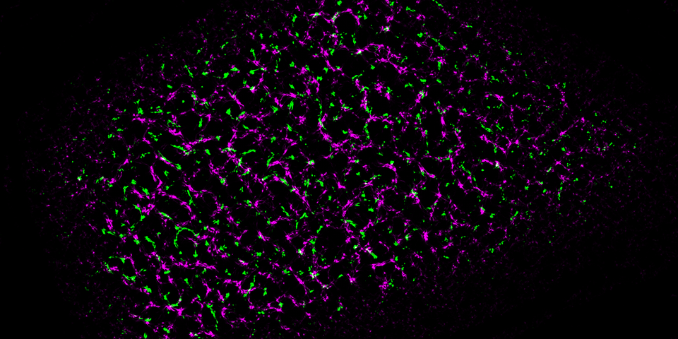 Dual-colour live imaging of receptor kinase nanoclusters at the plasma membrane Cyril Zipfel