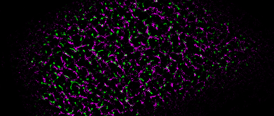 Dual-colour live imaging of receptor kinase nanoclusters at the plasma membrane. Cyril Zipfel UZH