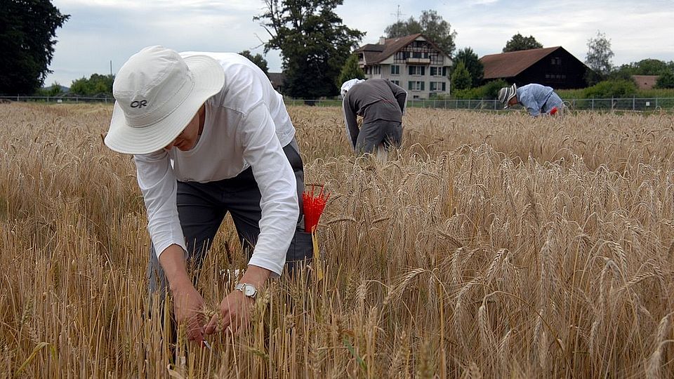 Harvest field trial