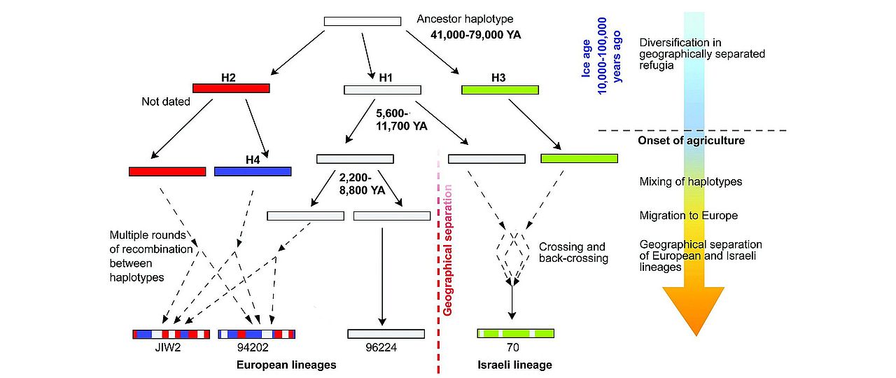 Model for the evolution of powdery mildew isolates