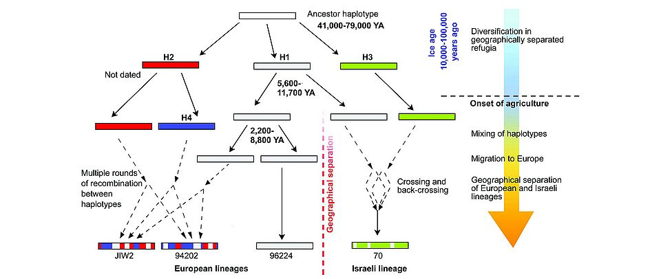 Model for the evolution of powdery mildew isolates