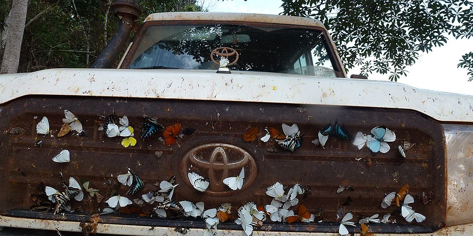 Butterflies on truck radiator grilles
