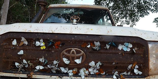 Butterflies on truck radiator grilles