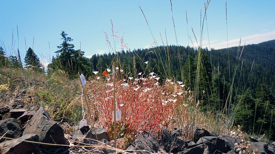 An experimental population of Lewisia columbiana in the Wallowa Mountains, Oregon, USA