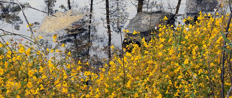 Pond with Mimulus plants @simon aeschbacher UZH