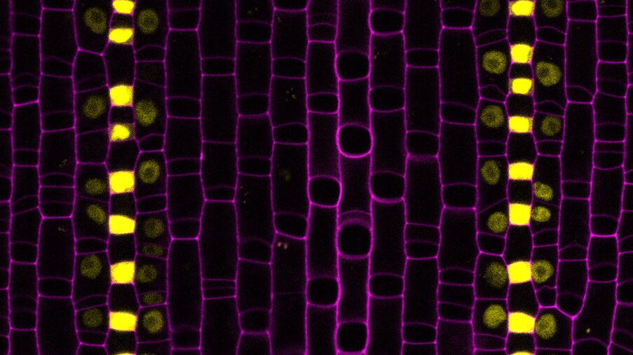 A mobile transcription factor initiates subsidiary cell development. Image: Michael Raissig UniBern