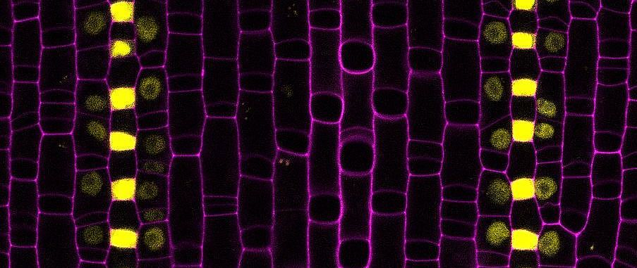 A mobile transcription factor initiates subsidiary cell development