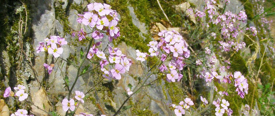 Arabidopsis arenosa plants growing on a rock outcrop in the Rhine Valley 