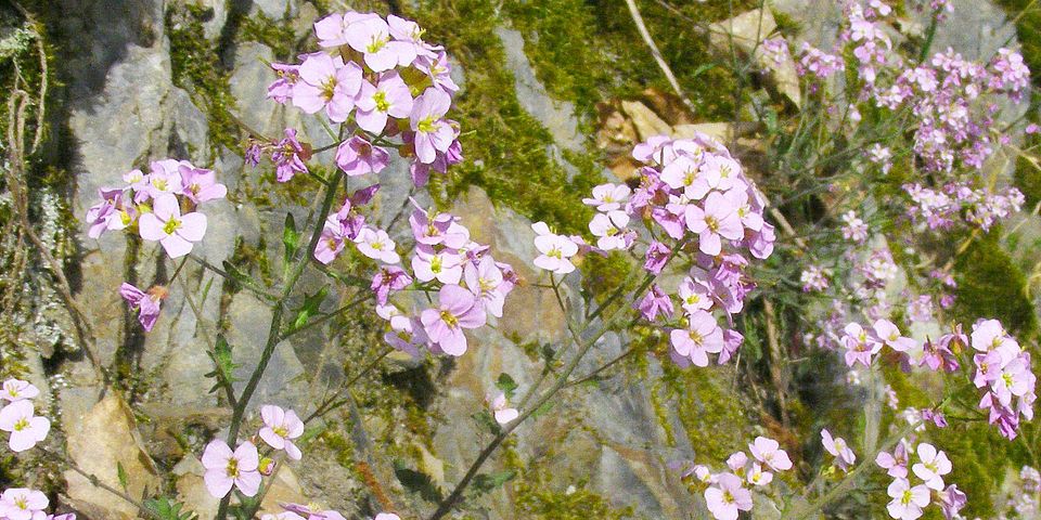 Arabidopsis arenosa plants growing in the Rhine Valley