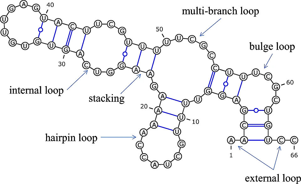 Illustration of RNA secondary structure (Sato et al. 2021 Nature Communications)
