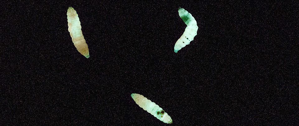 Bioluminescent insect larvae