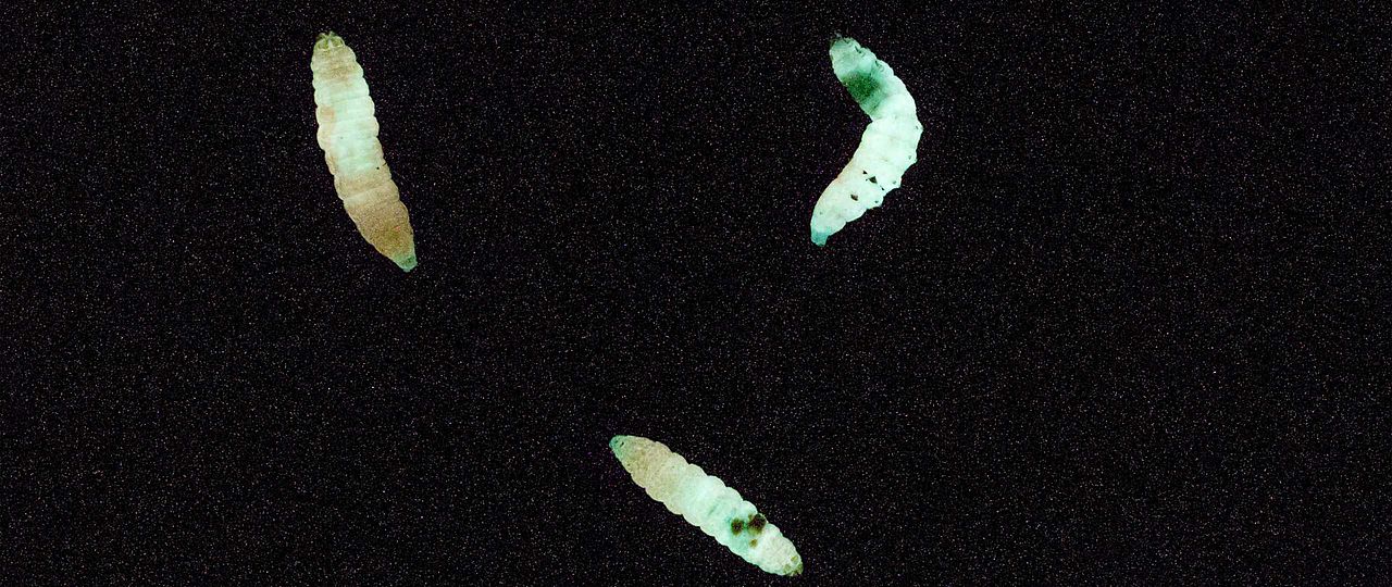 Bioluminescent insects