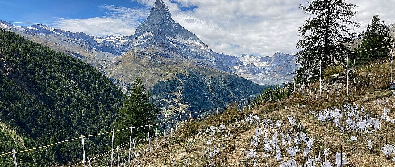 Feldflächen oberhalb Zermatt, Alex Widmer ETHZ