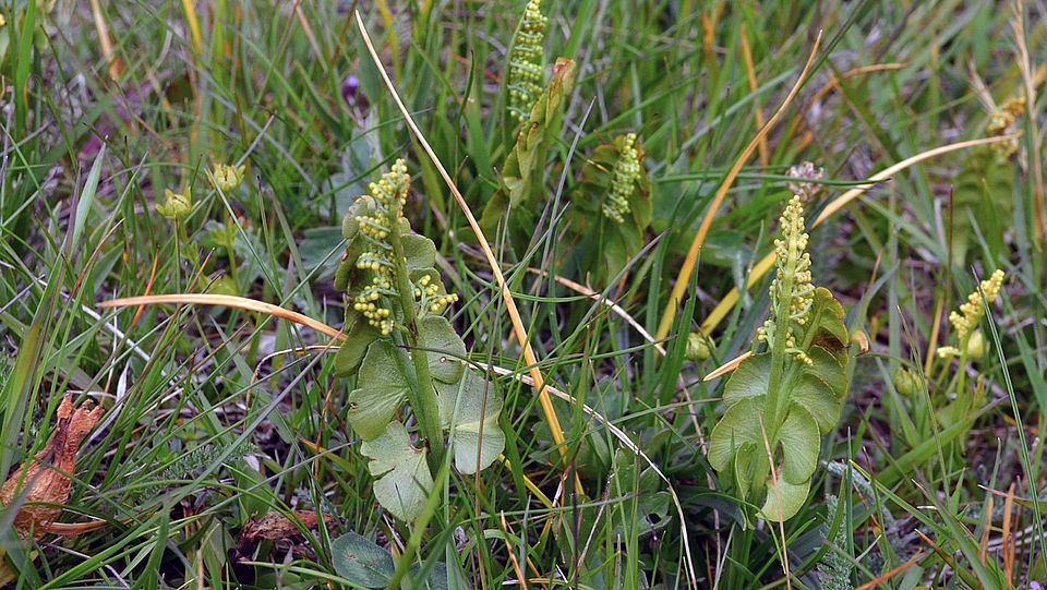 Botrychium lunaria image: Jason Grant