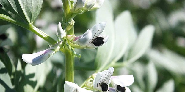 Faba bean flower ©Fred Stoddard Uni Helsinki