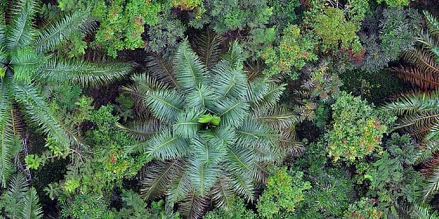 forest canopy