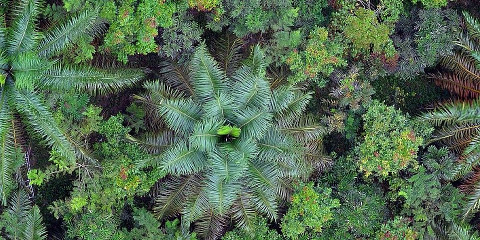 forest canopy