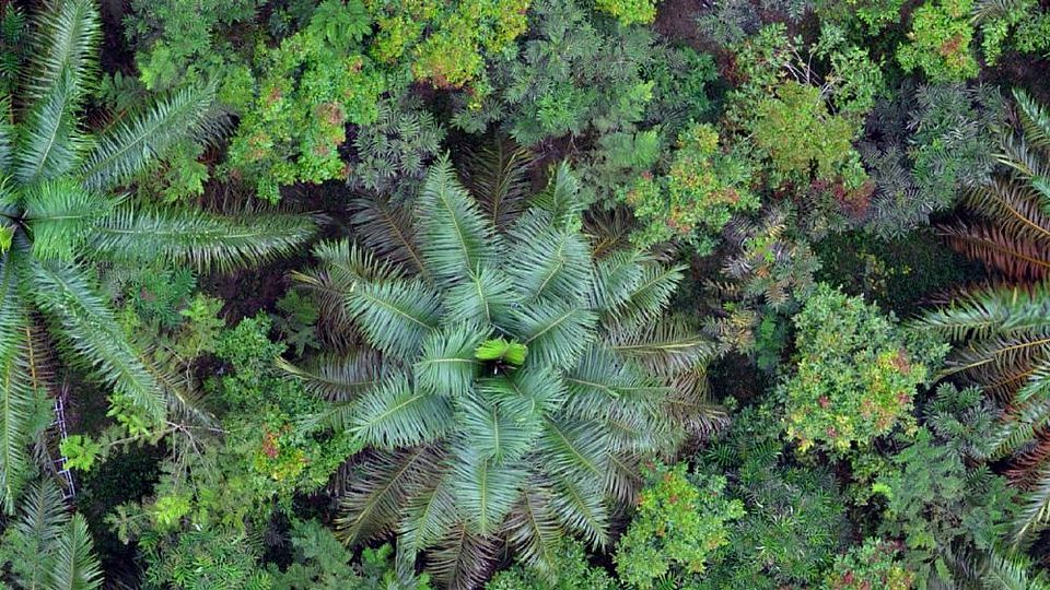Biodiversity enrichment experiment in oil palm plantations, Sumatra, Indonesia. Copyright: Watit Khokthong