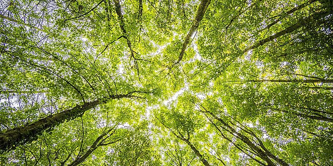 branches and bright colors from Pexels