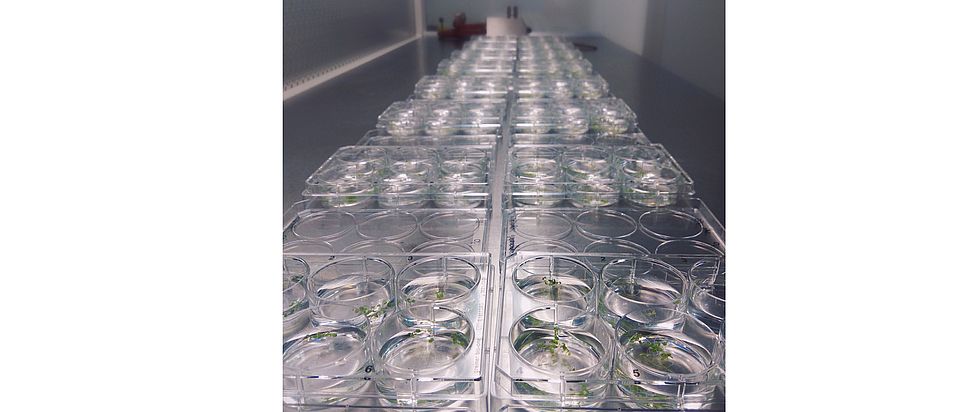 Multi-well plates of Arabidopsis thaliana grown in vitro. Cyril Zipfel UZH
