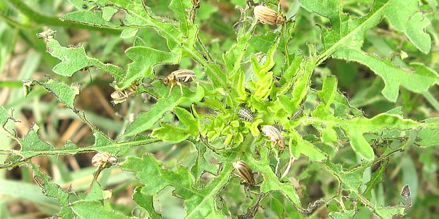 Ambrosia artemisiifolia Ophraella communa Heinz Mueller Uni Fribour 