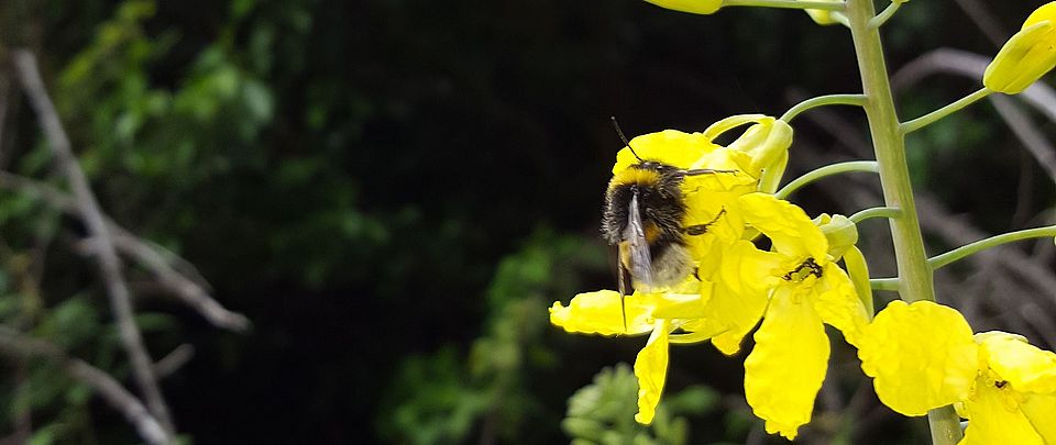 pollination