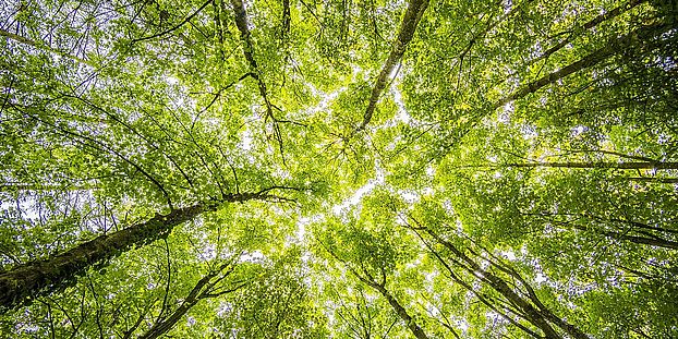 branches and bright colors from Pexels