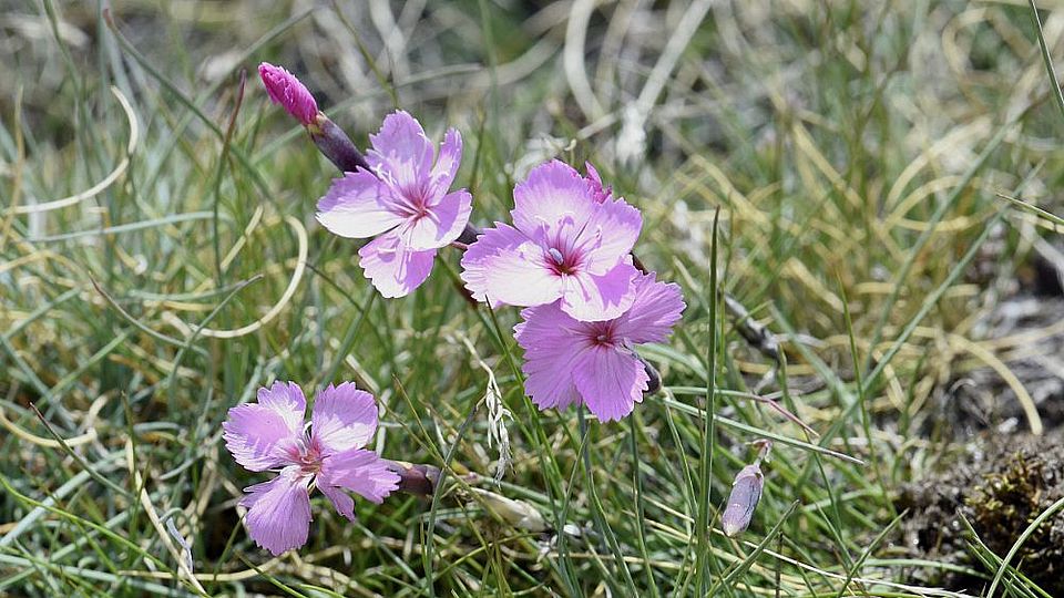 Dianthus sylvestris Alex Widmer