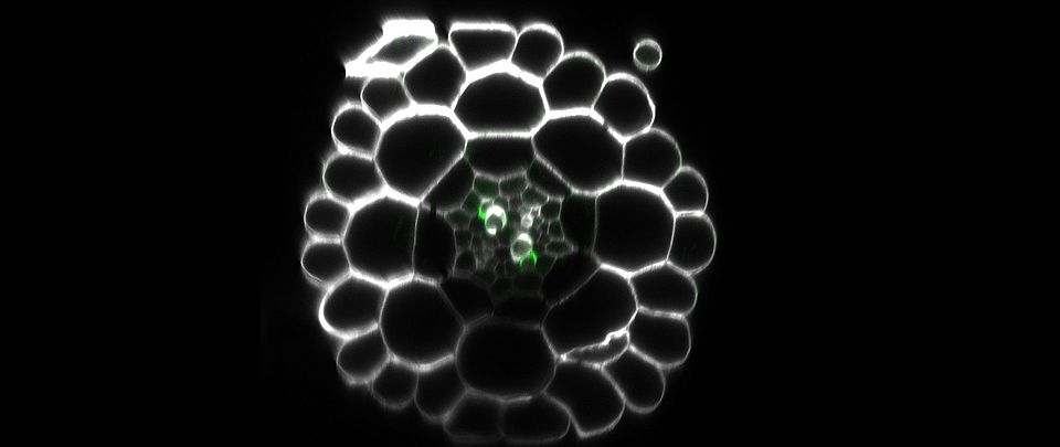 Optical Section in the Arabidopsis root showing the lignified (in green) protoxylem tissue