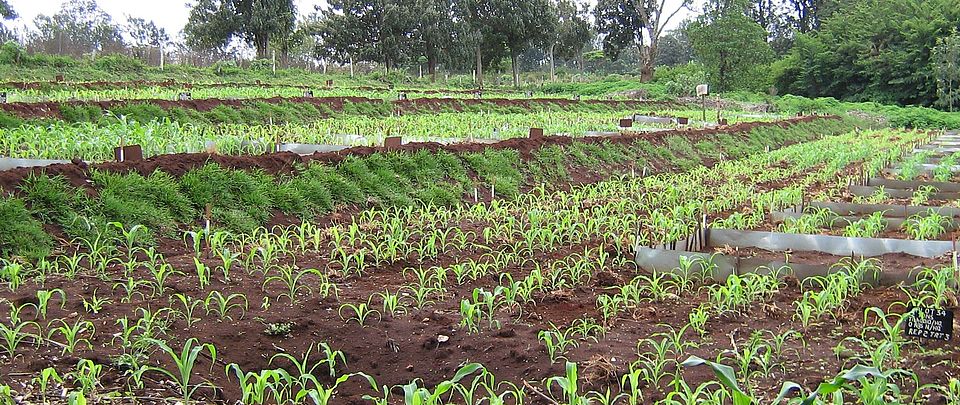 Soil fertility field trial Kenya Johan Six ETHZ