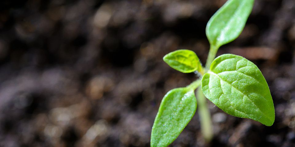 Plant seedling photo by PhotoMIX Ltd. from Pexels