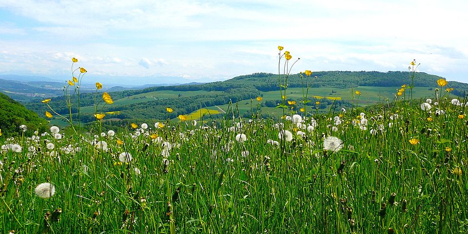 Wiese
