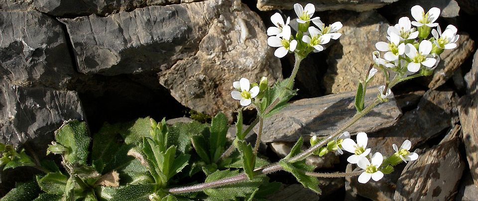 Arabis alpina Felix Gugerli