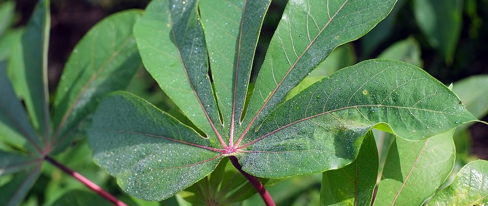 Manihot esculenta Cassava leaf Jan Sanders Uni Lausanne