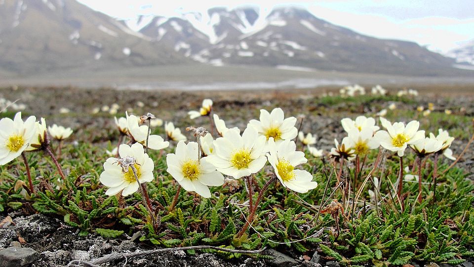 Dryas octopetala on the arctic archipelago Svalbard. Sabine Rumpf Univ Basel