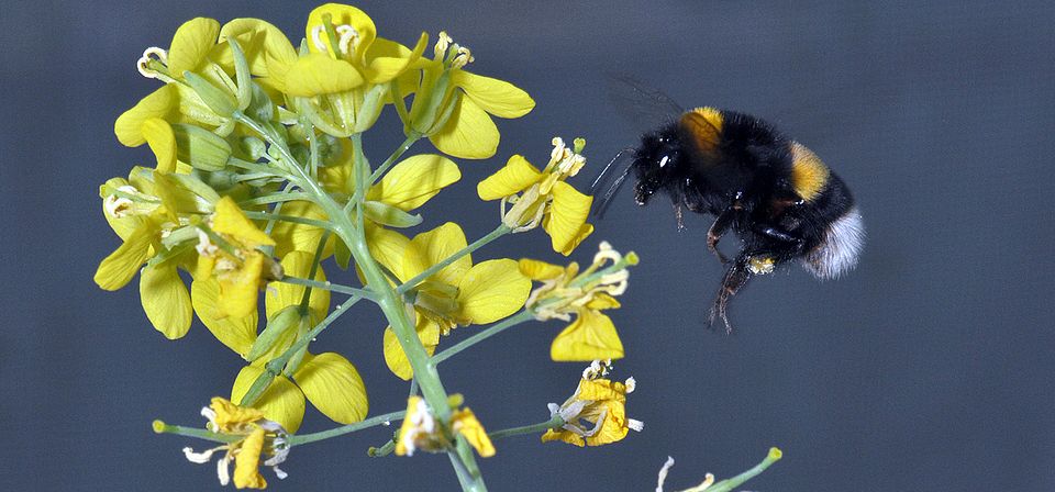 Brassica and bumblebee Florian Schiestl UZH