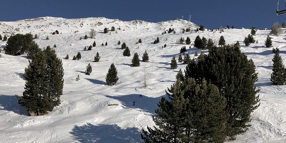 tree line mountain