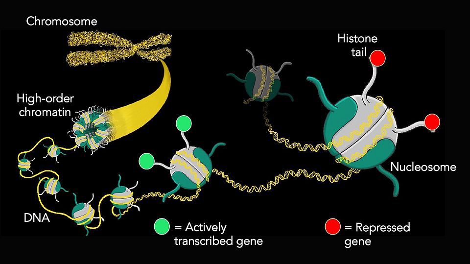 Histone modifications regulating gene expression 
