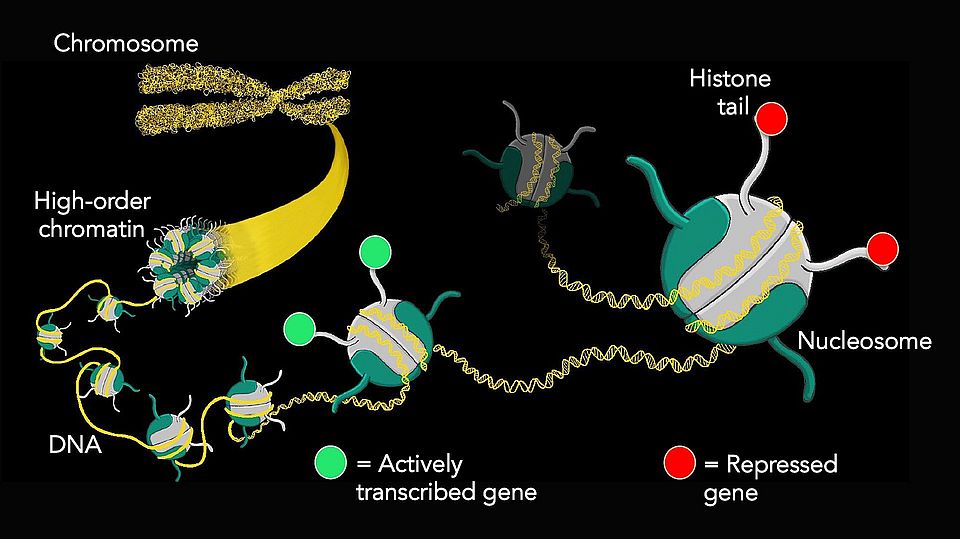 Histone modifications regulating gene expression 