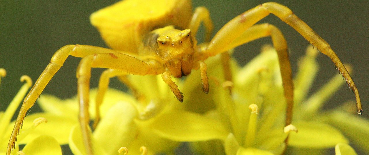 Krabbenspinne Schiestl ©Annina Knauer 