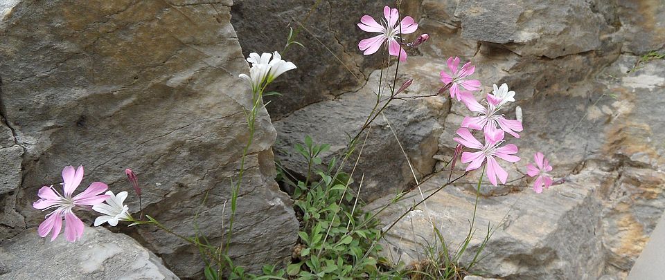 silene goulimyi peloponnese